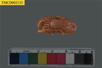 藏品(活額寄居蟹科)的圖片